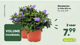 Pets Place Sierplanten 2x Hebe Ø12 cm. aanbieding