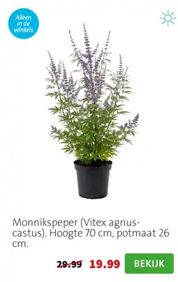 Intratuin Monnikspeper (Vitex agnus-castus). Hoogte 70 cm, potmaat 26 cm. aanbieding