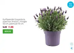 Intratuin Kuiflavendel (Lavandula stoechas ‘Anouk’). Hoogte 50 cm, potmaat 19 cm. aanbieding