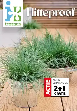 Intratuin BLAUW SCHAPENGRAS aanbieding