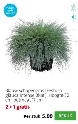 Intratuin Blauw schapengras (Festuca glauca Intense Blue’). Hoogte 30 cm, potmaat 17 cm. aanbieding
