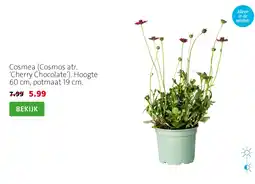 Intratuin Cosmea (Cosmos atr. ‘Cherry Chocolate’). Hoogte 60 cm, potmaat 19 cm. aanbieding