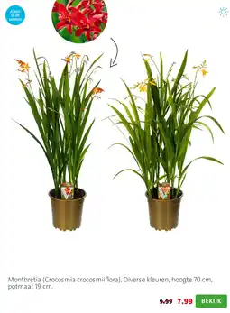 Intratuin Montbretia (Crocosmia crocosmiiflora). Diverse kleuren, hoogte 70 cm, potmaat 19 cm. aanbieding