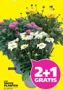 Ranzijn Vaste planten aanbieding