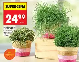 Biedronka Rhipsalis aanbieding