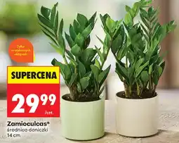 Biedronka Zamioculcas aanbieding