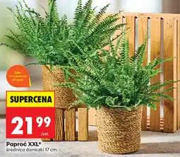 Biedronka Paproć XXL* aanbieding