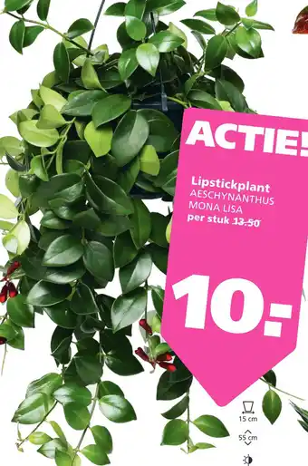 Ranzijn Lipstickplant Aeschynanthus Mona Lisa aanbieding