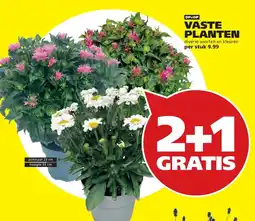 Tuinland vaste planten aanbieding
