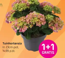 Coppelmans Tuinhortensia aanbieding