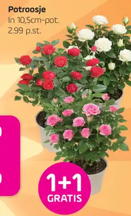 Coppelmans Potroosje aanbieding