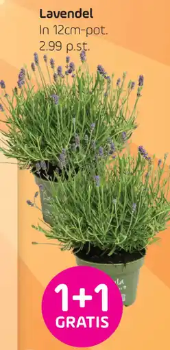 Coppelmans Lavendel aanbieding