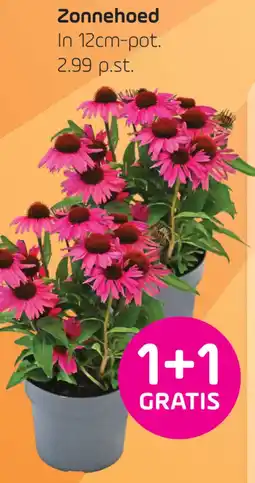 Coppelmans Zonnehoed aanbieding