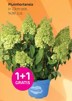 Coppelmans Pluimhortensia aanbieding