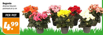 Poiesz Begonia aanbieding