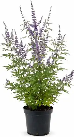 Intratuin Monnikspeper (Vitex agnus-castus) D 26 H 110 cm aanbieding