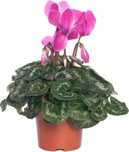 Intratuin Cyclaam (Cyclaam patio 'Fantasia') D 10,5 H 15 cm aanbieding