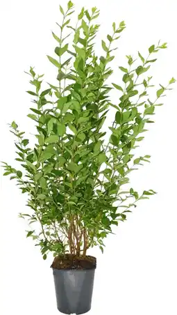 Intratuin Liguster (Ligustrum ovalifolium) D 19 H 100 cm aanbieding