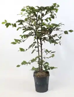 Intratuin Beuk (Fagus sylvatica) D 19 H 100 cm aanbieding