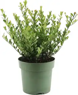 Intratuin Japanse hulst (Ilex crenata 'Jenny') D 17 H 37 cm aanbieding