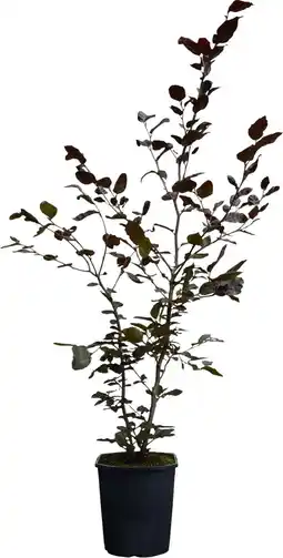 Intratuin Rode beuk (Fagus sylvatica 'Atrpunicea') D 19 H 100 cm aanbieding