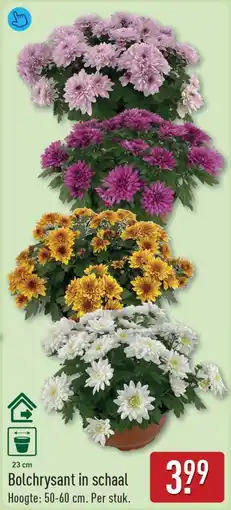 ALDI Bolchrysant in schaal aanbieding