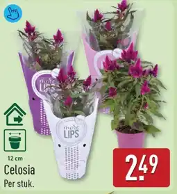 ALDI Celosia aanbieding