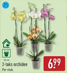 ALDI 2-taks orchidee aanbieding