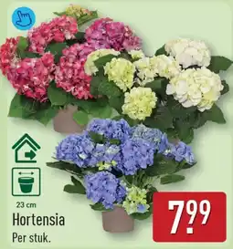 ALDI Hortensia aanbieding