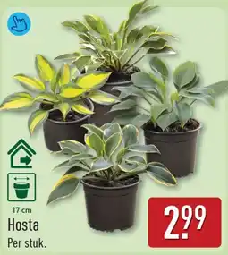 ALDI Hosta aanbieding