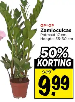 Vomar Voordeelmarkt Zamioculcas aanbieding