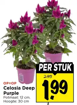 Vomar Voordeelmarkt Celosia deep purple aanbieding