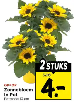 Vomar Voordeelmarkt Zonnebloem in pot aanbieding