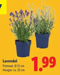Lidl Lavendel aanbieding