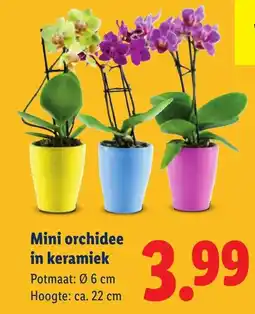 Lidl Mini orchidee in keramiek aanbieding