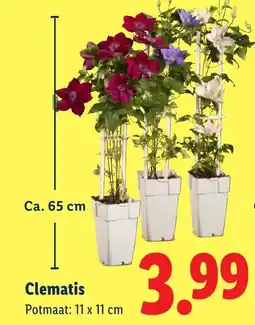 Lidl Clematis aanbieding