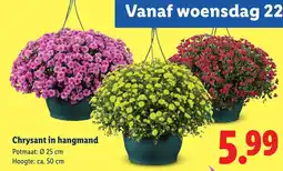 Lidl Chrysant in hangmand aanbieding