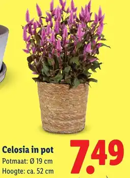 Lidl Celosia in pot aanbieding