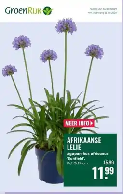 GroenRijk Afrikaanse lelie aanbieding