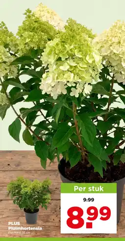 PLUS Plus pluimhortensia aanbieding