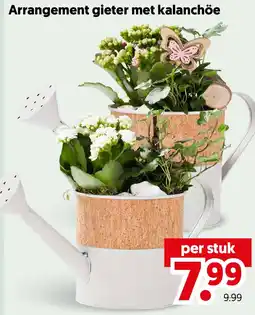 Dekamarkt Arrangement gieter met kalanchöe aanbieding