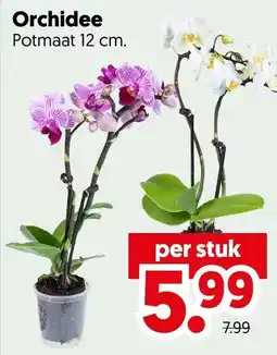 Dekamarkt Orchidee aanbieding