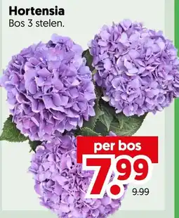 Dekamarkt Hortensia aanbieding