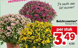 Dekamarkt Bolchrysanten* aanbieding