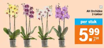Albert Heijn AH Orchidee 2-takker aanbieding