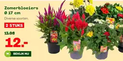 Welkoop Zomerbloeiers aanbieding