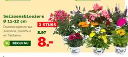 Welkoop Seizoensbloeiers aanbieding