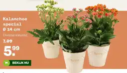 Welkoop Kalanchoe special aanbieding