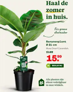 Welkoop Bananenplant Musa Dwarf Cavendish aanbieding