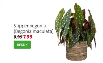 Intratuin Stippenbegonia (Begonia maculata) aanbieding